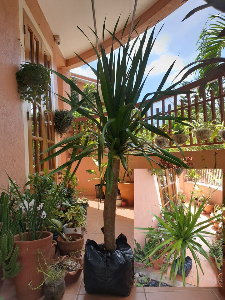 10 Hard to Kill Indoor Plants Mommy Levy